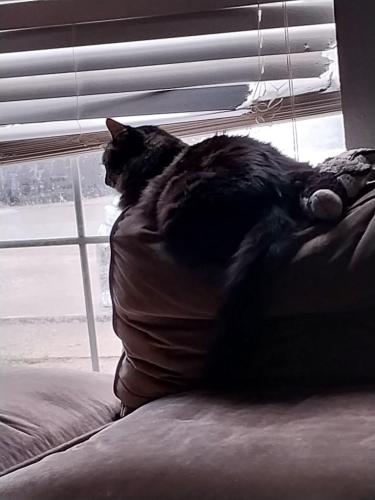 Lost Male Cat last seen Graham and 249, Tomball, TX 77375