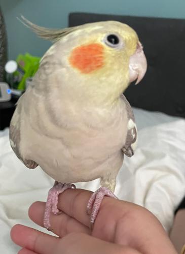Lost Female Bird last seen NE 188th ST and 50th Ave NE Lake Forest Park, Lake Forest Park, WA 98155