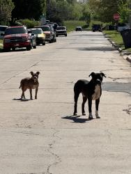 Reunited Unknown Dog last seen Near NW 84th St at OKC , Oklahoma City, OK 73114