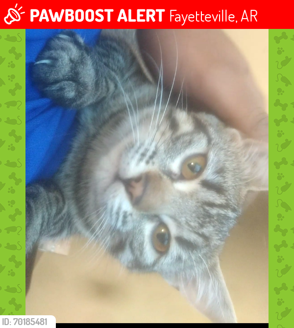 Lost Female Cat last seen Near South Crews Lane, 72701, Fayetteville, AR 72701