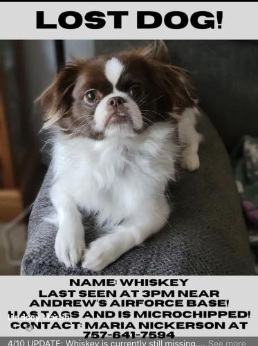 Lost Male Dog last seen Andrew’s Air Force base, Joint Base Andrews, MD 20762