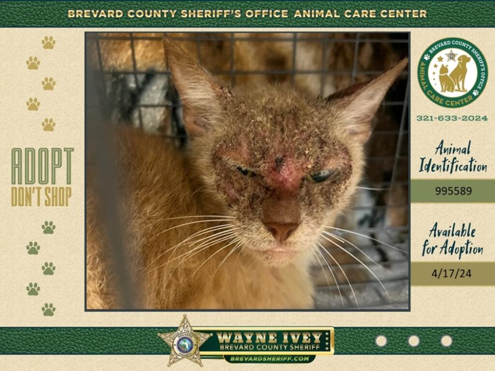 Shelter Stray Female Cat last seen Near N Indian Circle, COCOA, FL, 32922, Melbourne, FL 32934
