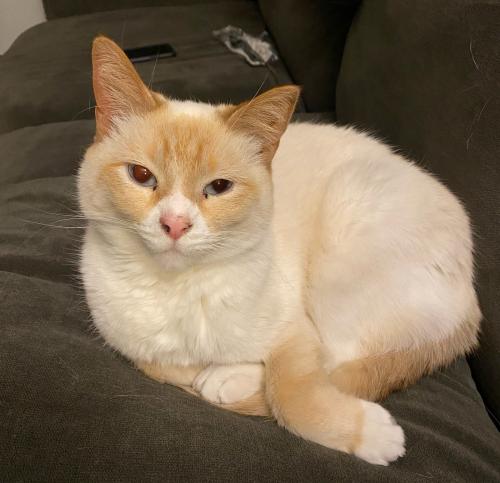 Lost Male Cat last seen Nw 36th and Hartford, Oklahoma City, OK 73112