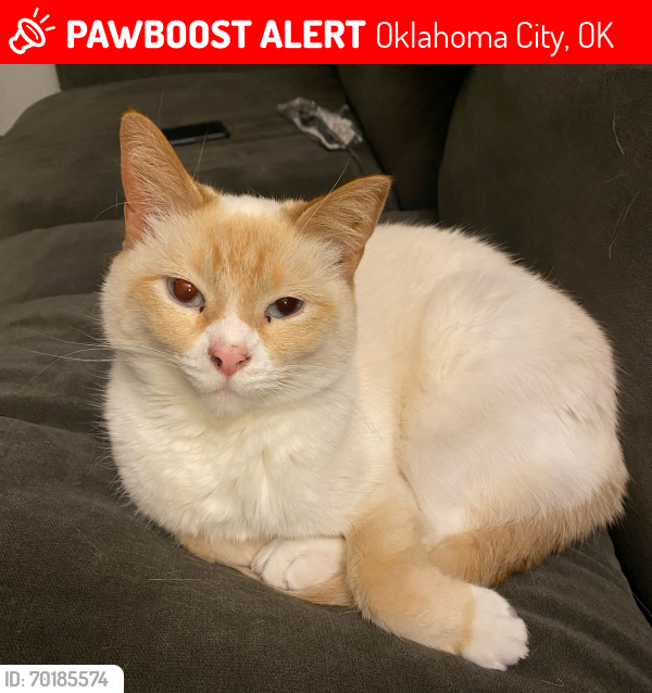Lost Male Cat last seen Nw 36th and Hartford, Oklahoma City, OK 73112