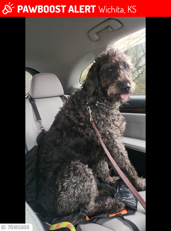 Lost Female Dog last seen 45th north and Oliver, Wichita, KS 67220