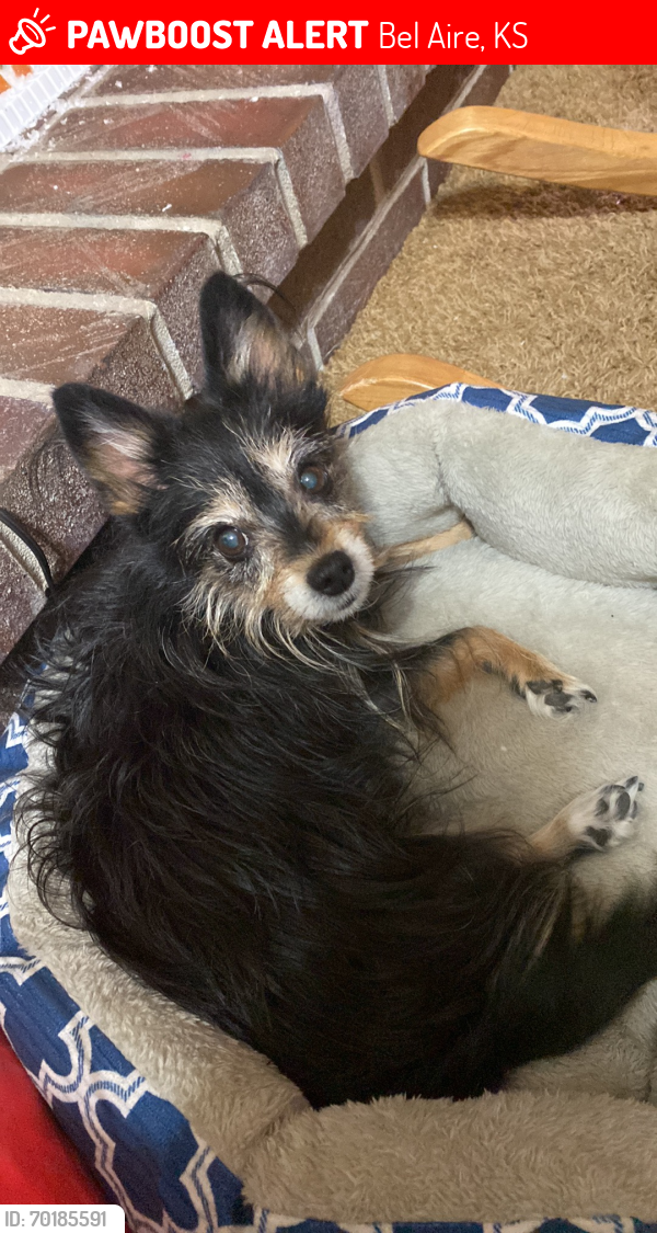 Lost Female Dog last seen 45th and  Edgemoor Bel aire Ks, Bel Aire, KS 67220