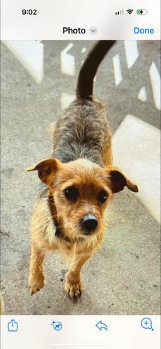 Lost Female Dog last seen By carmax, Lafayette, LA 70503