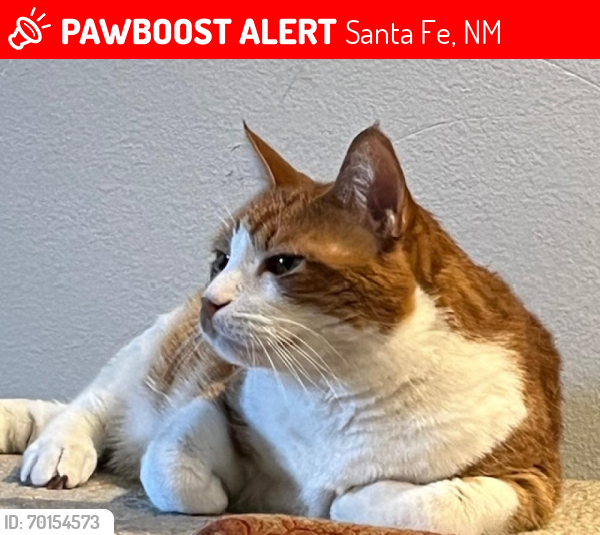 Lost Male Cat last seen Valle Vista Boys and Girls Club, 8 Las Lomas Drive Santa Fe NM, Santa Fe, NM 87508