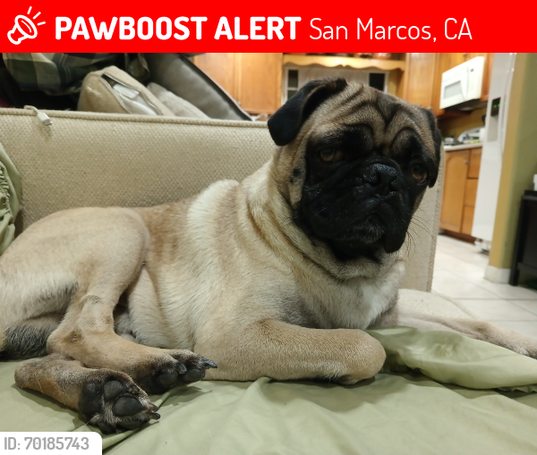 Lost Male Dog last seen Rancho Santa Fe & Grand Ave , San Marcos, CA 92078