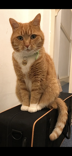 Lost Male Cat last seen Willesden High Road, Greater London, England NW2 5DL