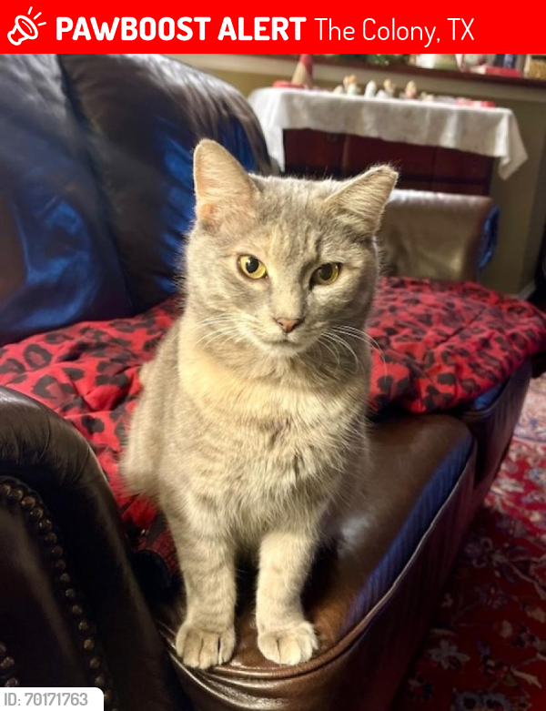 Lost Female Cat last seen Avery Lane and Blair Oaks, The Colony, TX 75056