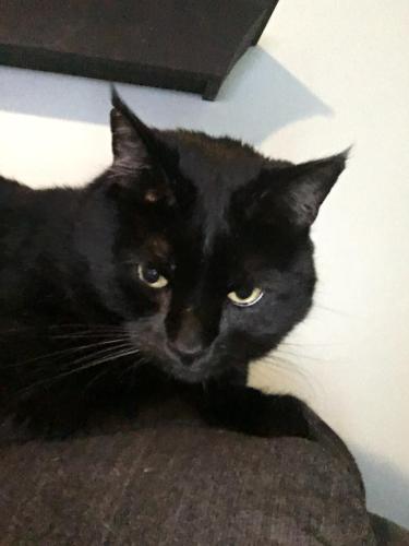 Lost Male Cat last seen Freesia Dr near Taylor (behind the Jewel on Weber), Romeoville, IL 60446