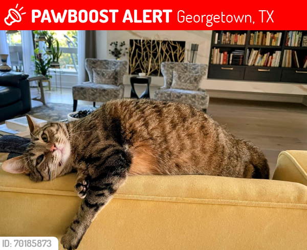 Lost Female Cat last seen Berry creek Georgetown texas, Georgetown, TX 78628