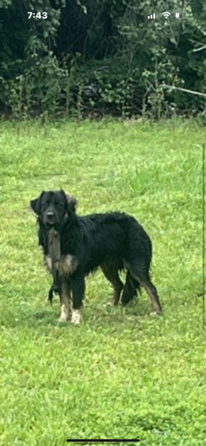 Found/Stray Unknown Dog last seen Bachman Lake Park, 2431 Shorecrest Dr Dallas, TX  75235, Dallas, TX 75235