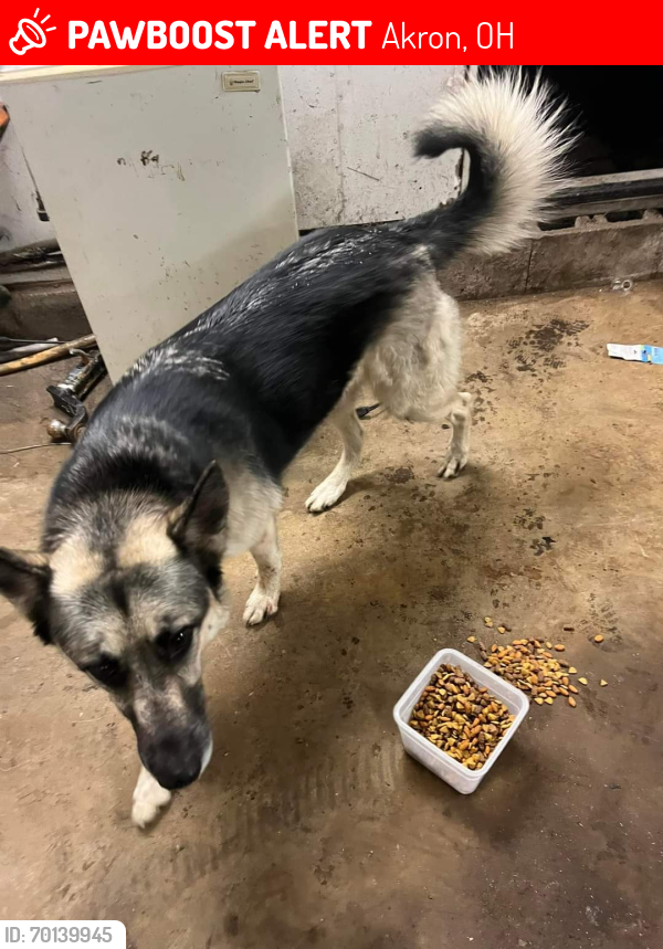 Lost Male Dog last seen East Ave and Louisiana ave, Akron, OH 44314
