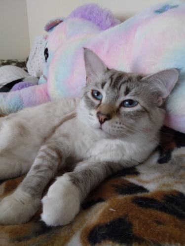 Lost Male Cat last seen Parsons and Lane Mountain View Anchorage Alaska , Anchorage, AK 99508