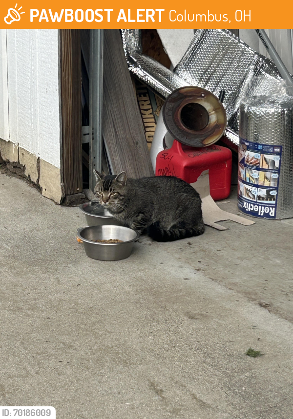 Found/Stray Male Cat last seen Hague avenue and fisher road , Columbus, OH 43204