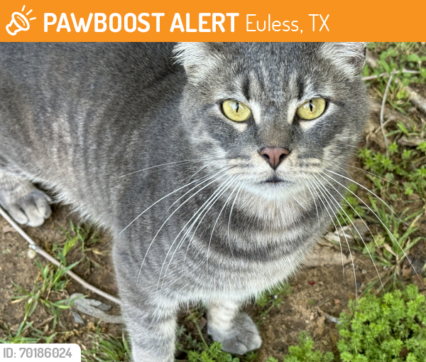 Found/Stray Male Cat last seen Sotogrande neighborhood, Euless Tx, Euless, TX 76040