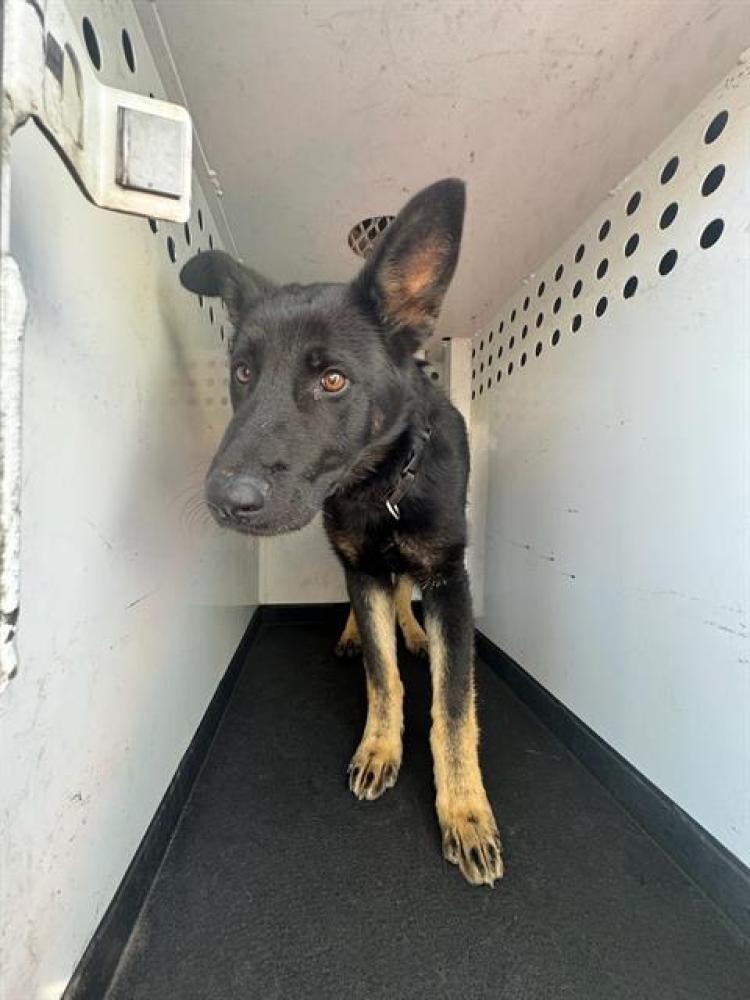 Shelter Stray Male Dog last seen Near BLK CHESTER AV, BAKERSFIELD CA, Bakersfield, CA 93307