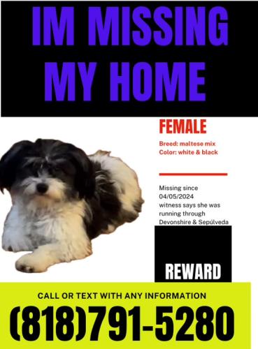 Lost Female Dog last seen Devonshire and Sepulveda , Los Angeles, CA 91345