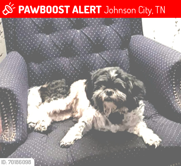 Lost Female Dog last seen Blue Cross playground and baseball field, Johnson City, TN 37604