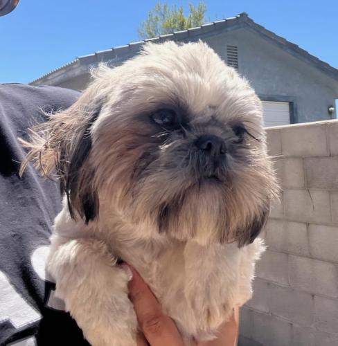 Lost Female Dog last seen Bear Valley  Monte Verde Visa  she bolts into the empty fields, Victorville, CA 92307