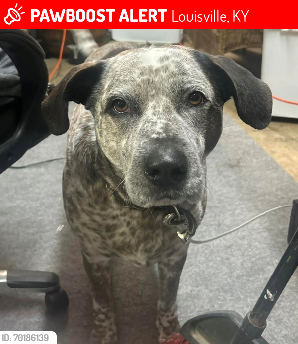 Lost Male Dog last seen on Lee Ave near Taylor Ave, Louisville, KY 40213