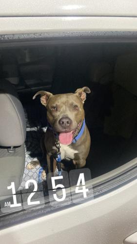 Lost Male Dog last seen Wooded area behind by arc gateway , Pensacola, FL 32503