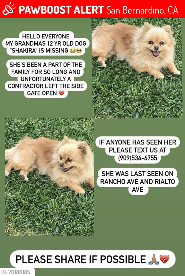 Lost Female Dog last seen Rancho ave , San Bernardino, CA 92410