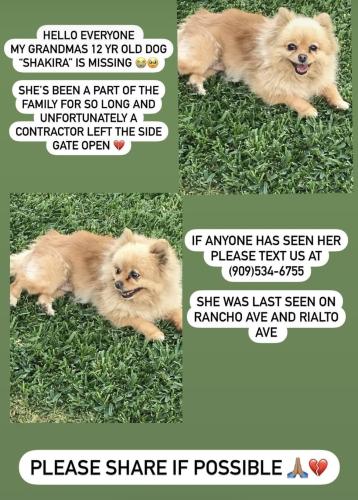 Lost Female Dog last seen Rancho ave , San Bernardino, CA 92410