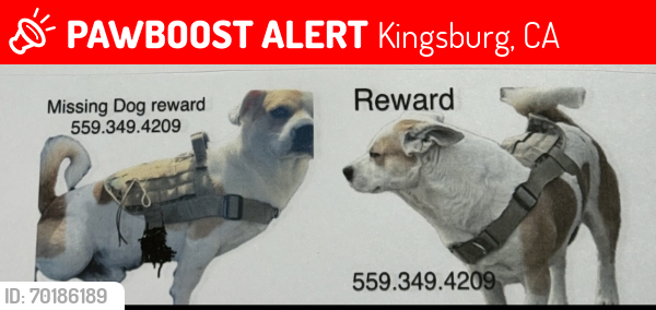 Lost Male Dog last seen 6th Ave drive and Kern, Kingsburg, CA 93631