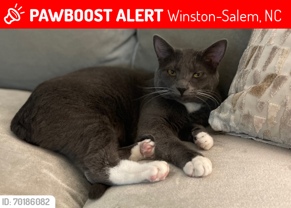 Lost Female Cat last seen Warwick Rd and Roslyn Rd, Winston-Salem, NC 27104