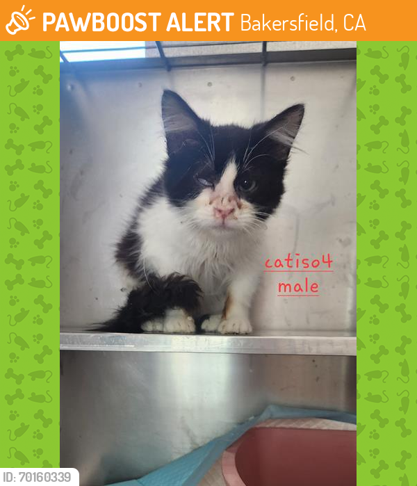 Shelter Stray Male Cat last seen STOCKDALE/CALIFORNIA AVE, Bakersfield, CA 93307
