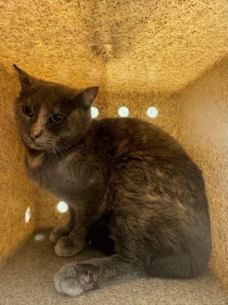 Shelter Stray Female Cat last seen Near BLOCK S FAIRWOOD DR, West Valley City, UT 84120