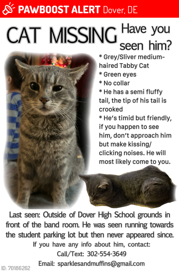 Lost Male Cat last seen Near Dover High DR 19904, Forrest ave Dover DE 19904, Tribbit St Dover De 19904, Dover, DE 19904
