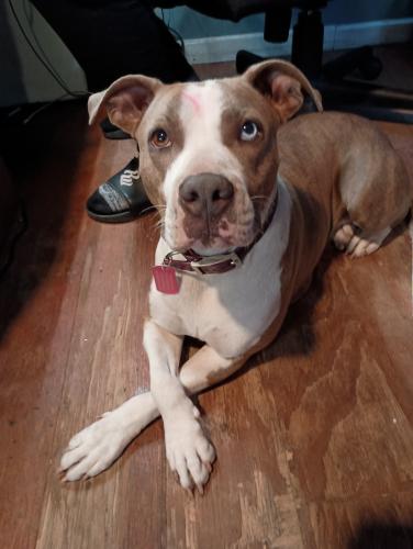 Lost Female Dog last seen Baker Ave and Dade St, Lake City, FL 32025