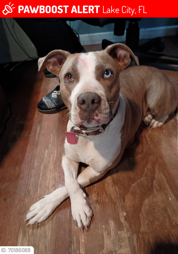 Lost Female Dog last seen Baker Ave and Dade St, Lake City, FL 32025