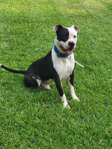 Lost Male Dog last seen Shannondah subdivision, Shenandoah, LA 70817