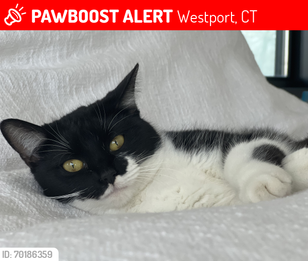 Lost Female Cat last seen Broad view Rd, Westport, CT 06880
