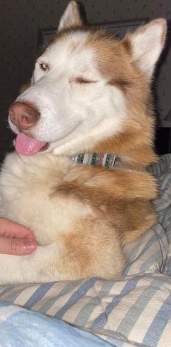 Lost Male Dog last seen Beansfork Rd, Middlesboro, KY 40965