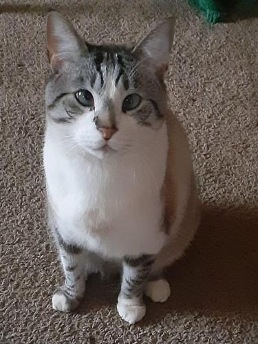 Lost Male Cat last seen Parkline Dr, Pittsburgh , Pittsburgh, PA 15227