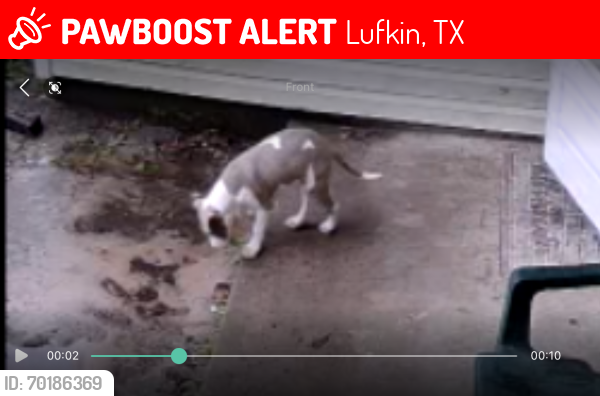 Lost Female Dog last seen Slack Elementary , Lufkin, TX 75901
