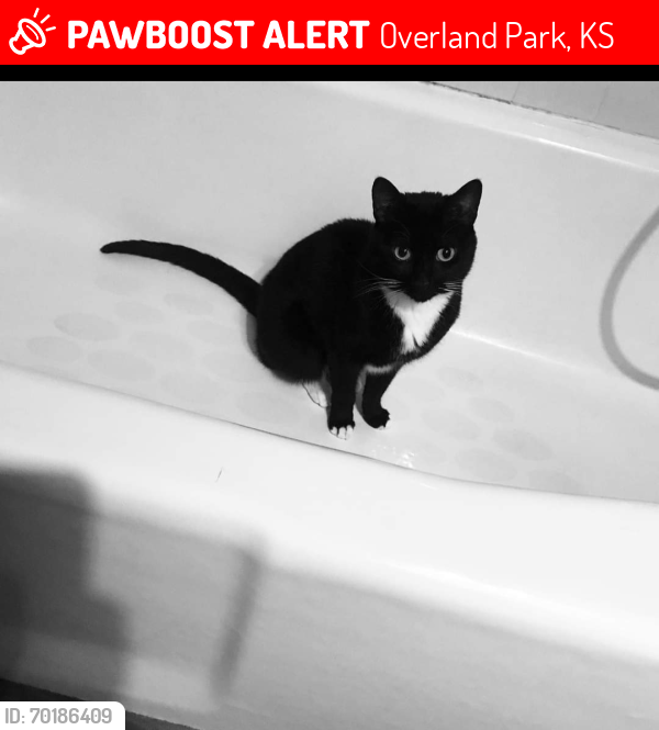 Lost Female Cat last seen Antioch, Overland Park, KS 66212