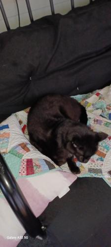 Lost Male Cat last seen BOBBY TRL RD IN THE BACK OF PARK, Obetz, OH 43207