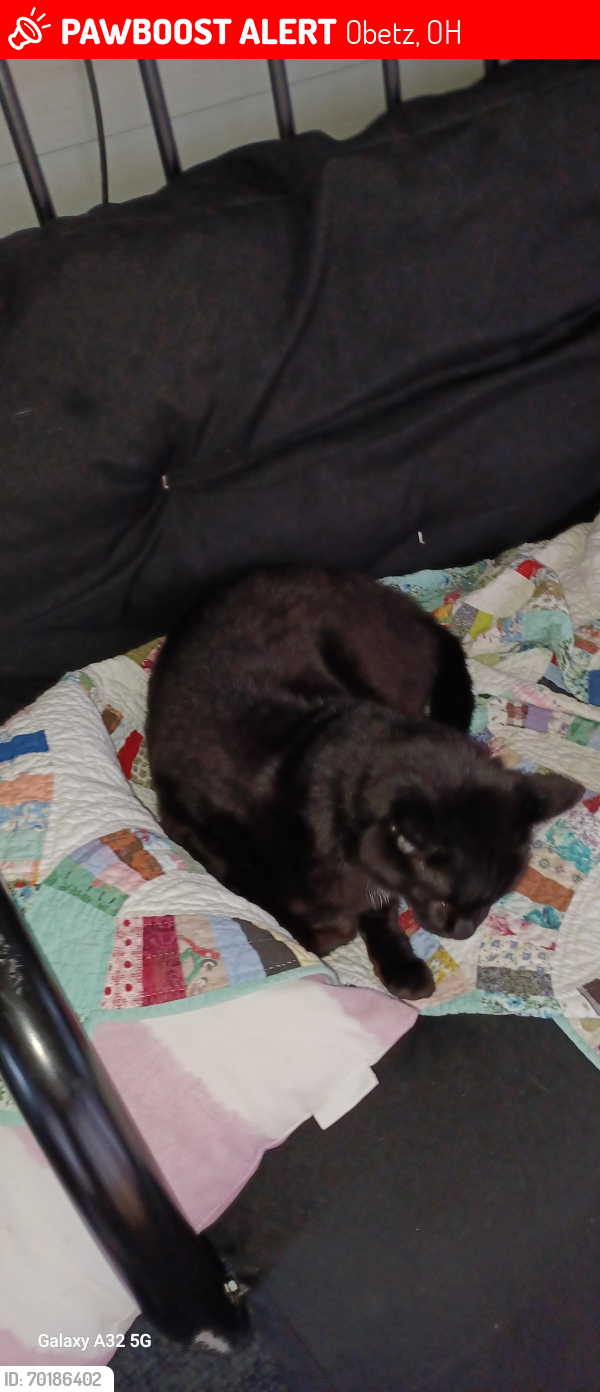 Lost Male Cat last seen BOBBY TRL RD IN THE BACK OF PARK, Obetz, OH 43207