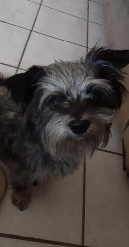 Lost Male Dog last seen Campbell 27th Ave , Phoenix, AZ 85006