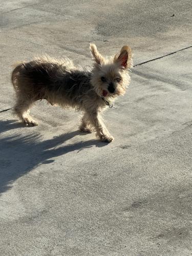 Lost Male Dog last seen 61st place n and Indian trail, Loxahatchee, FL 33470