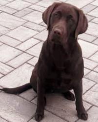 Lost Female Dog last seen NEAR LOCUST AVENUE, Howell Township, NJ 07731
