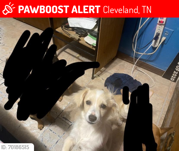 Lost Male Dog last seen East Cleveland tn area, Cleveland, TN 37311