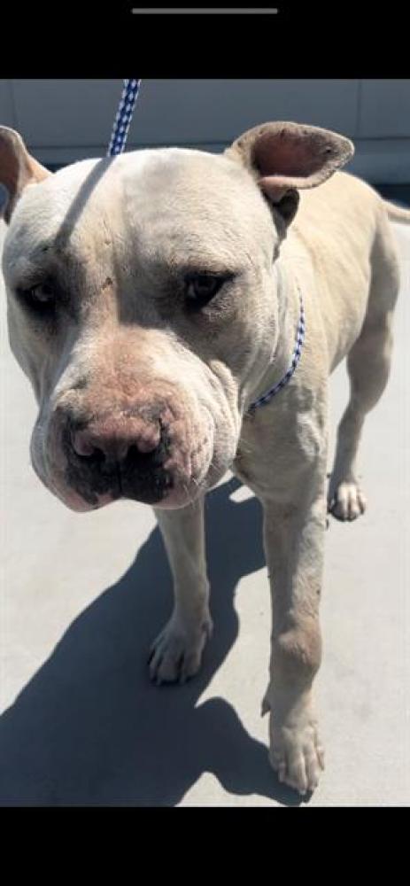 Shelter Stray Male Dog last seen Near BLK EUREKA ST, BAKERSFIELD, CA, Bakersfield, CA 93307